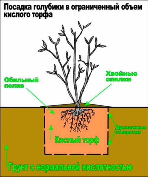 Посадка голубики садовой: технология посева,