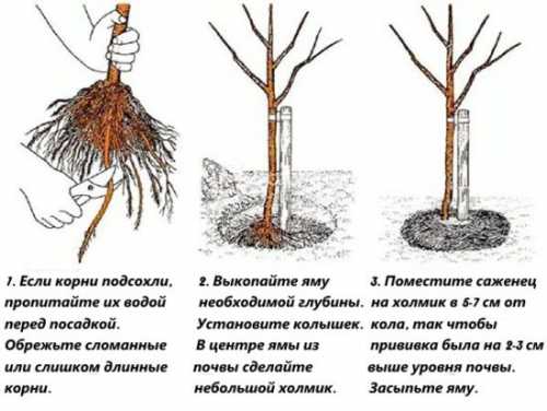 Посадка груши: технология, секреты, подготовка