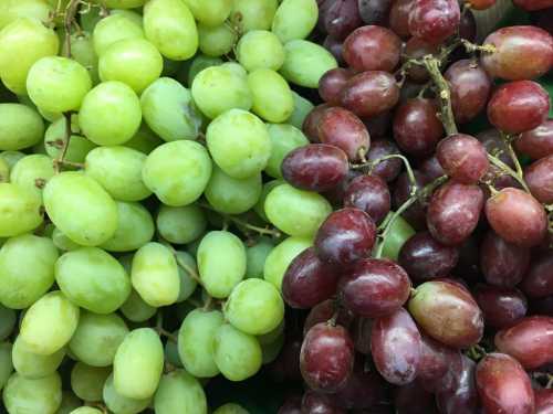 Особенности неукрывных сортов винограда в