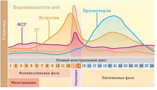 Длительность лютеиновой фазы варьируется от до дней. Допускаются колебания в диапазоне дней