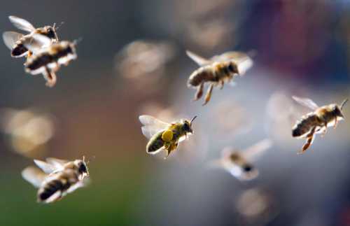 К чему снятся пчёлы, увидеть пчёл во сне,